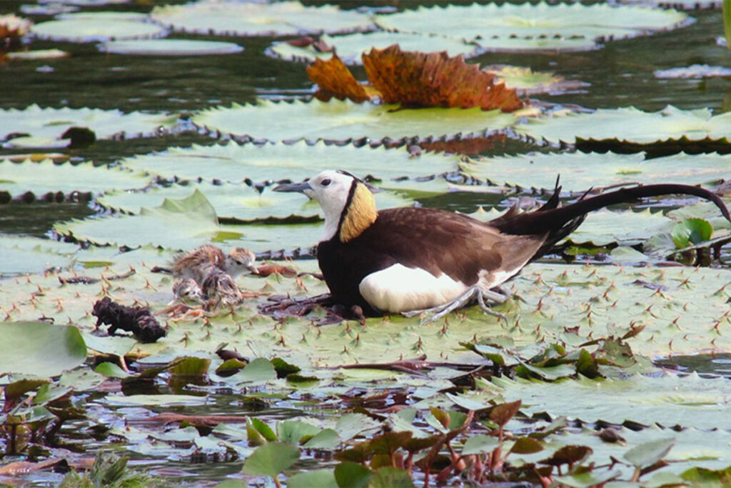 里仁守護官田水雉逾15年  從食品出發實踐永續理想