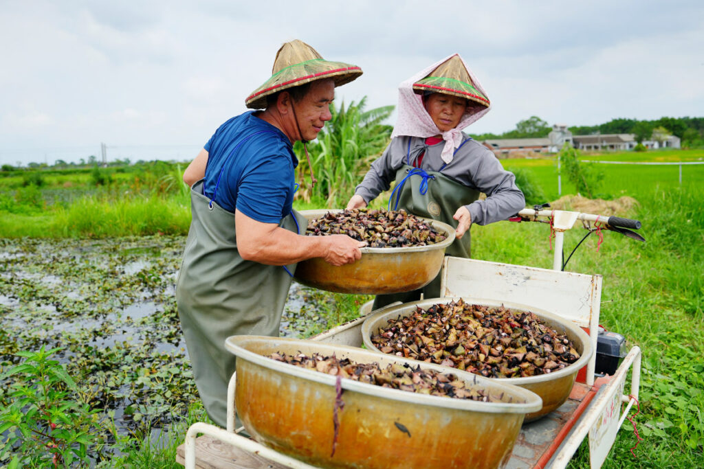 里仁支持臺南官田綠色保育菱角逾15年