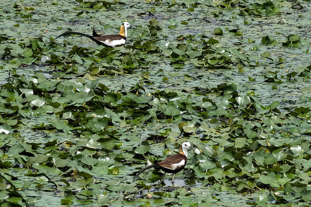 里仁支持臺南官田綠色保育菱角逾15年